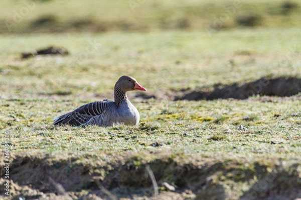 Obraz sleeping goose