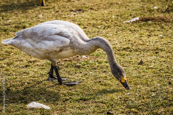 Obraz Tundra swan
