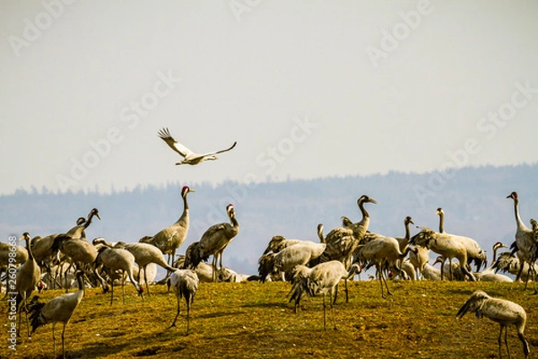 Obraz standing and flying cranes