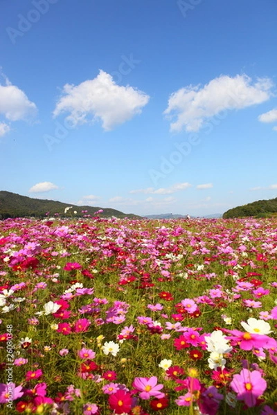 Fototapeta コスモス畑
