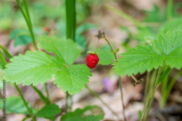 Fototapeta Bush wild strawberries with ripe berries in the summer forest