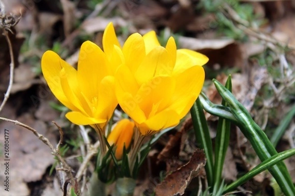 Obraz yellow crocus flower