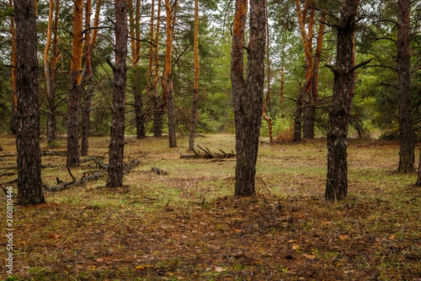 Fototapeta thick pine forest. Russian landscape