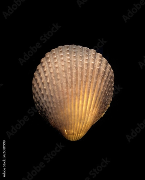 Obraz textured seashell