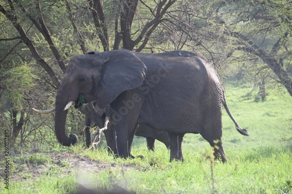 Obraz elephant and calf