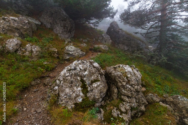 Fototapeta rocks in the forest