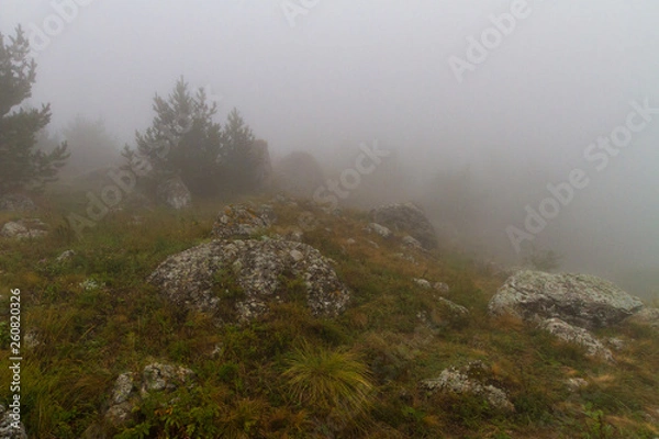 Fototapeta fog in forest