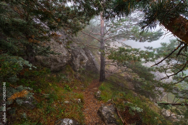 Fototapeta stream in forest