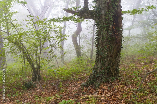 Fototapeta trees in the forest