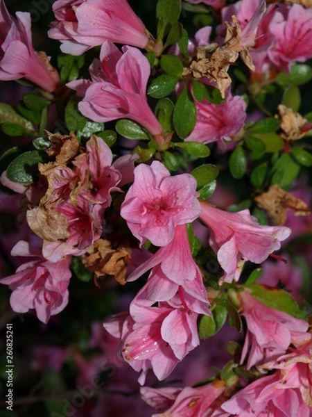 Fototapeta Azalée Azalea