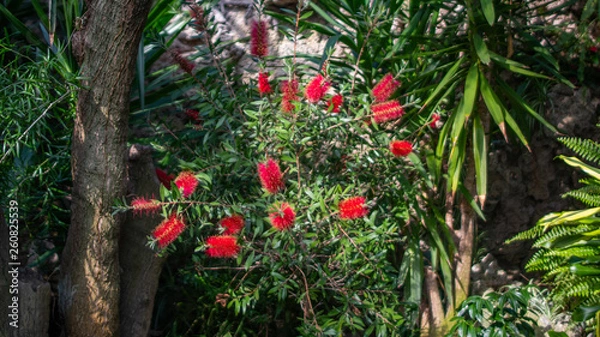 Obraz czerwony krzew 