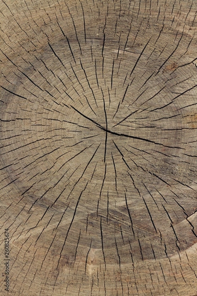 Obraz dry cut wood texture