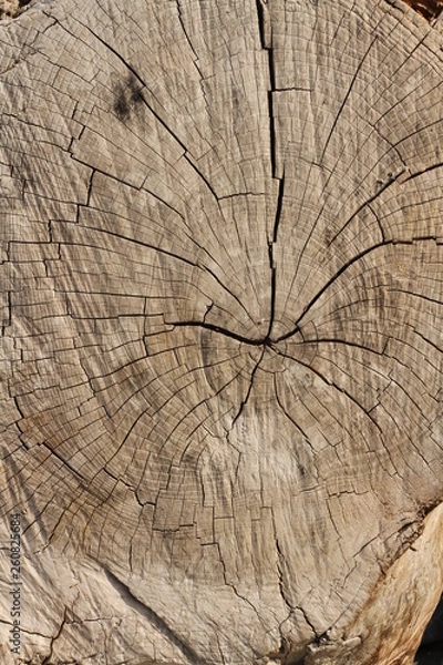 Obraz dry cut wood texture