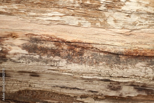 Obraz dry untreated wood texture