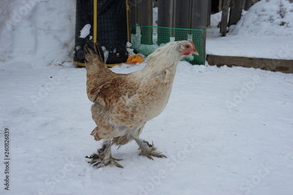 Fototapeta Chickens in winter. Hens - layers in the winter in the yard.