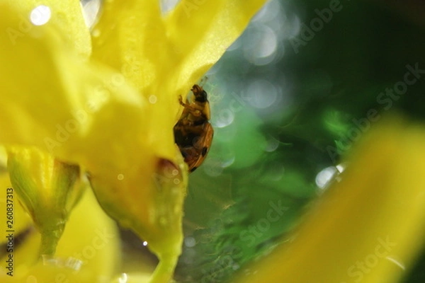 Fototapeta bee on flower