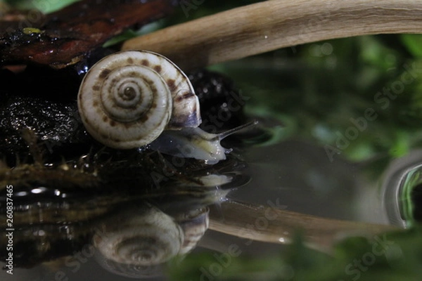 Fototapeta snail on leaf