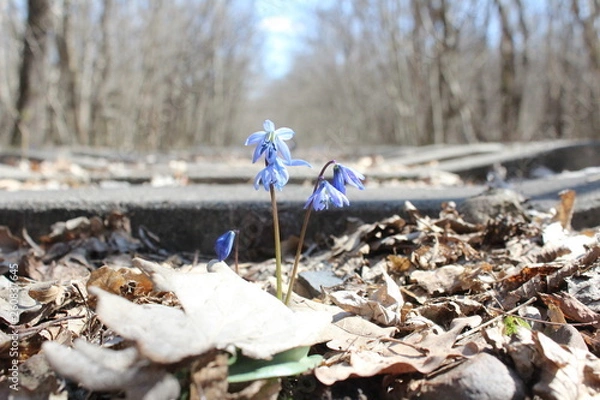 Fototapeta garbage in the forest