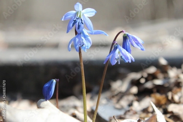 Fototapeta iris on blue background