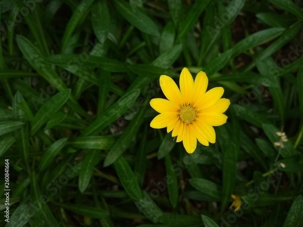 Fototapeta Margarita 