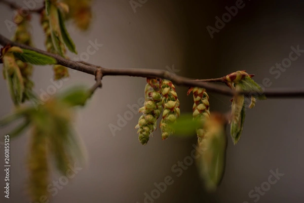 Fototapeta branch of a tree