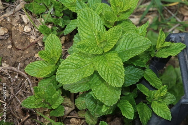 Obraz Pianta di menta