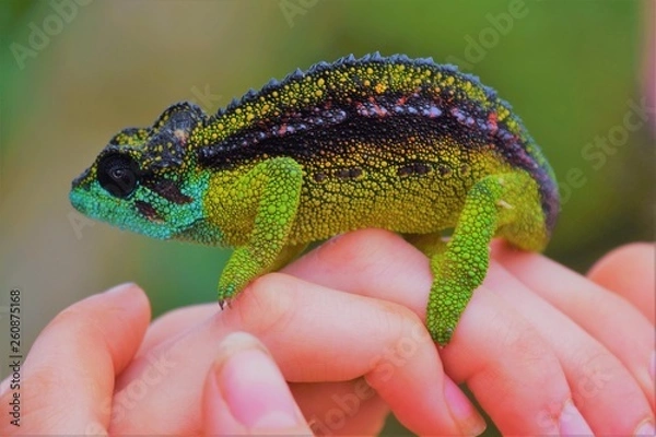 Obraz chameleon
