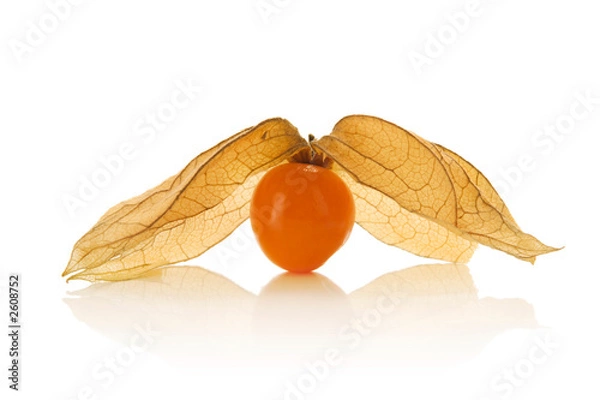 Obraz physalis