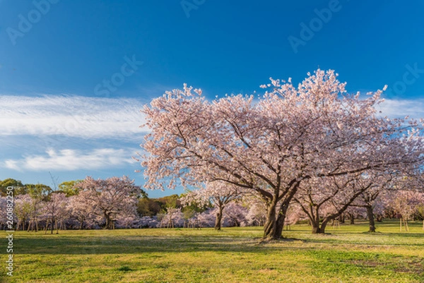 Fototapeta 桜 満開 青空 花見
