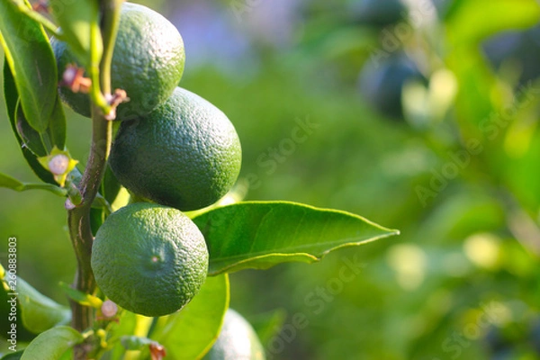 Fototapeta Green limes on a tree