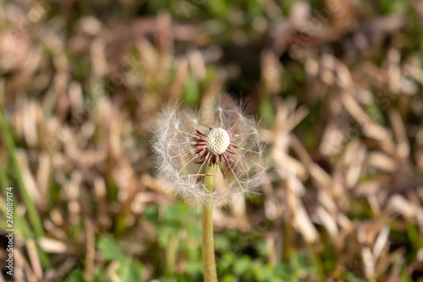 Obraz Dandelion Flower