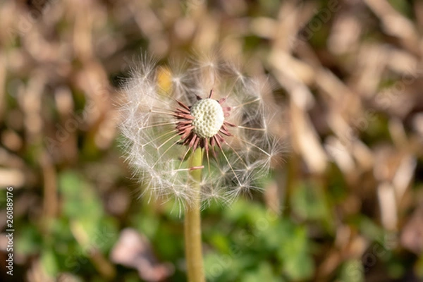 Obraz Dandelion Flower
