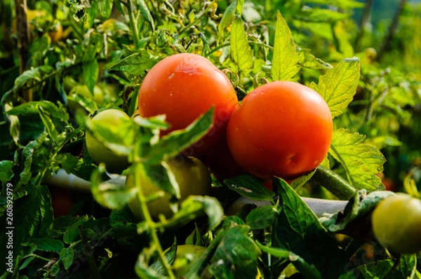Fototapeta Fresh tomatoes on the vine