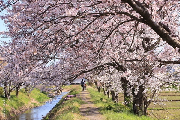 Obraz 小川沿いの桜道
