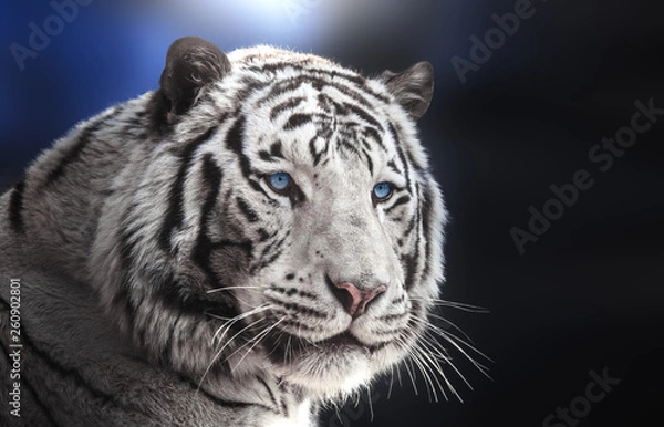 Fototapeta Portrait of Bengal tiger white variation on blue background.