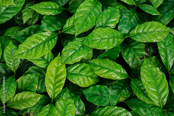 Obraz Coffee leaves and drops of water