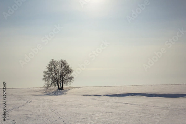 Fototapeta black and white birch in a snowy winter desert under a blue sky with the sun