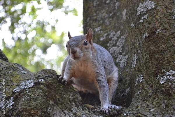 Fototapeta Ardilla 3
