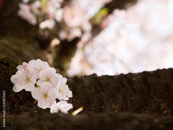 Fototapeta 桜見上げる