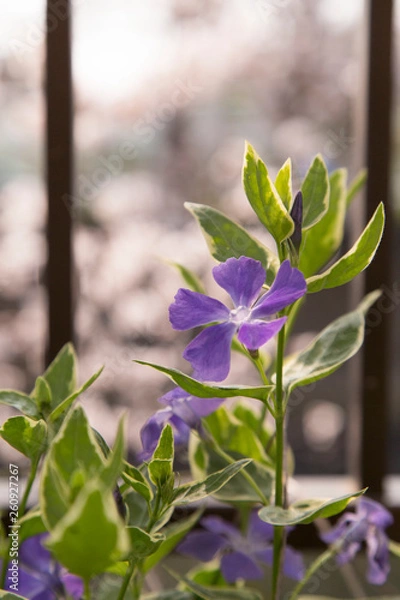 Obraz 紫の花と桜