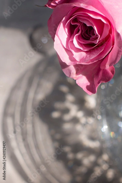 Obraz ピンクのバラ