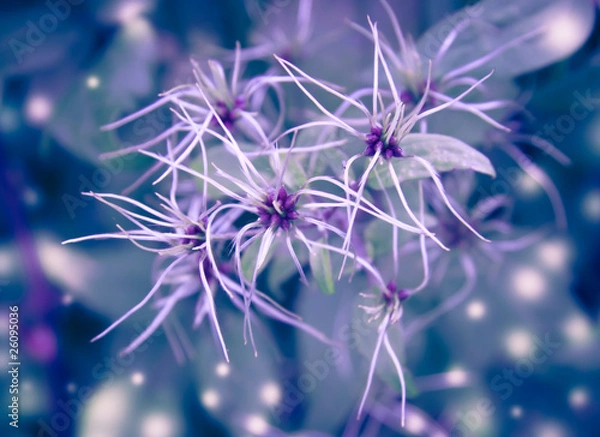 Obraz winter flowers