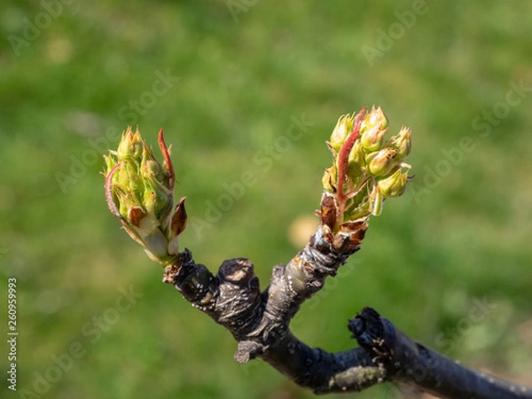 Obraz Nashi Hosui Austrieb