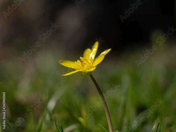 Obraz Scharbockskraut