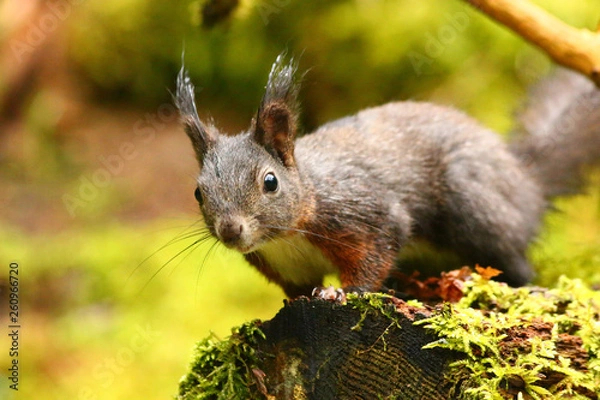Fototapeta Eichhörnchen im Wald