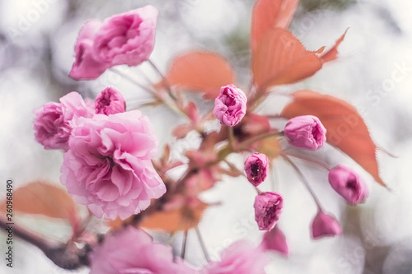 Fototapeta Cherry blossom spring flowers background