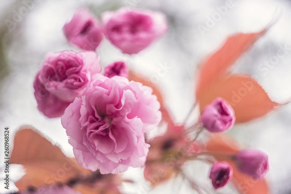 Fototapeta Cherry blossom spring flowers background