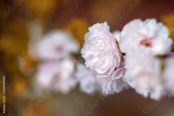 Fototapeta Cherry blossom spring flowers background