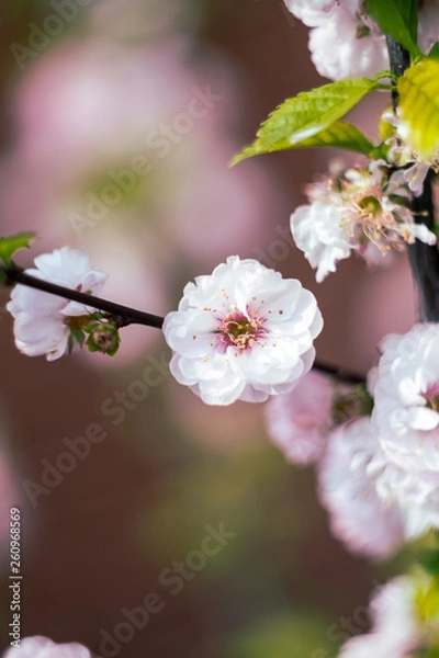 Fototapeta Cherry blossom spring flowers background