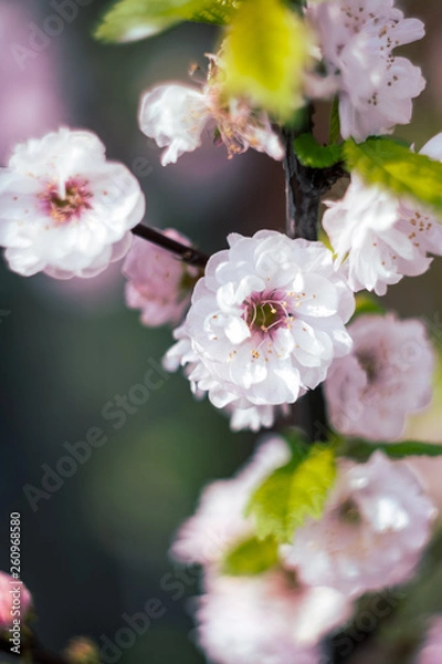Fototapeta Cherry blossom spring flowers background